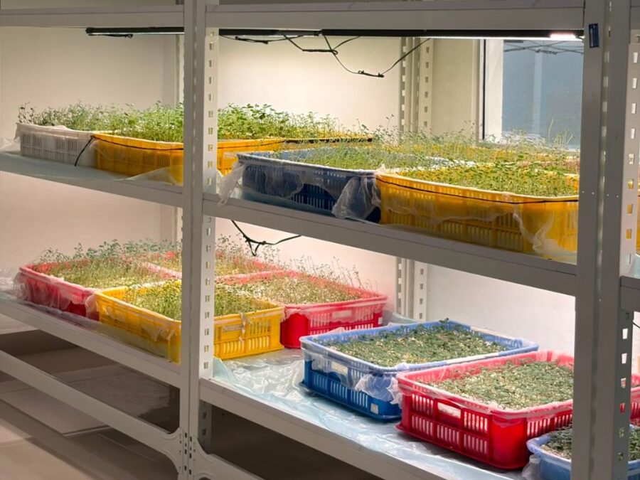 Laboratorio de plantas./ Foto: Alexis Monegro.