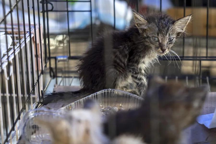 Las mascotas víctimas de los terremotos en Venezuela esperan por un hogar