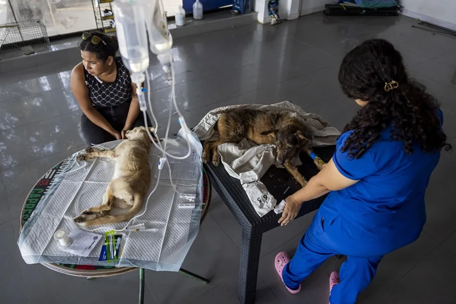 Las mascotas víctimas de los terremotos en Venezuela esperan por un hogar