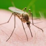 Nueva York registra su primer caso del virus del Nilo Occidental este año
