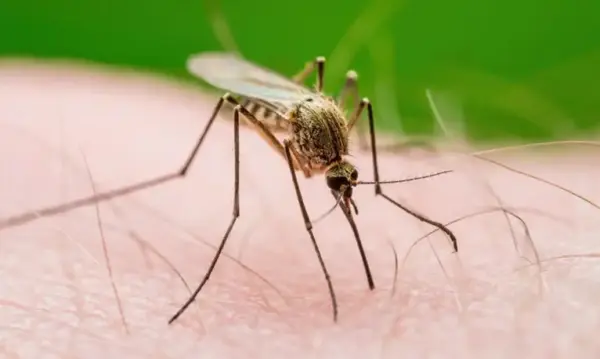 Mosquitos