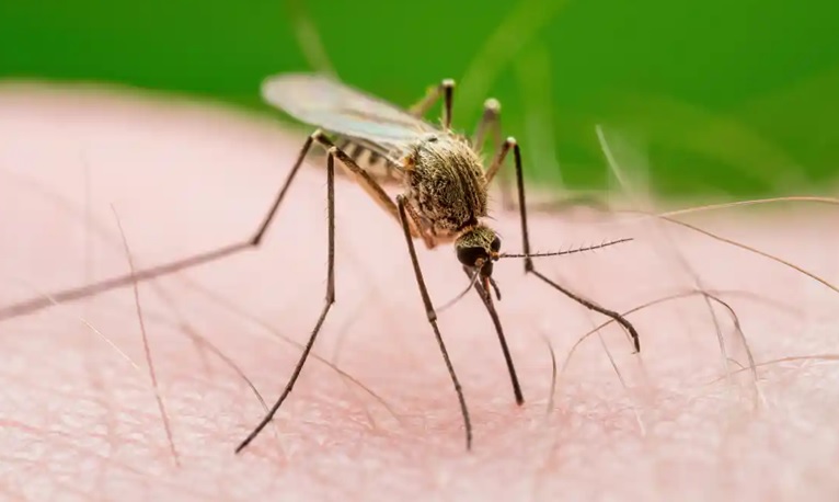 Mosquitos