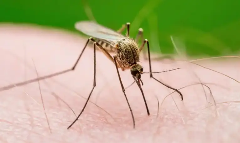 Mosquitos