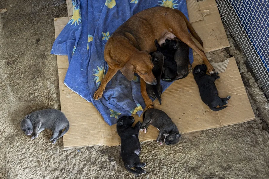 Las mascotas víctimas de los terremotos en Venezuela esperan por un hogar