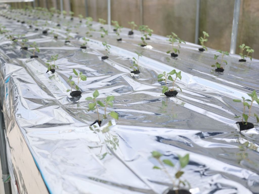 Laboratorio en Constanza fortalecerá la producción de semillas de calidad para productores