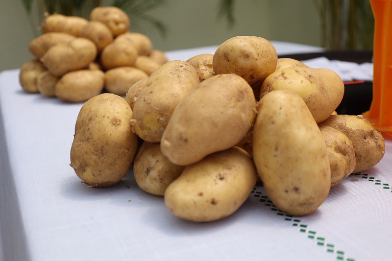 Este año los productores locales produjeron unos 884,305 quintales de papa