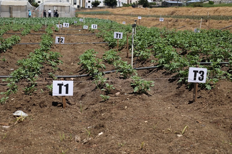 Constanza concentra entre el 80 % y el 86 % de las tareas dedicadas a este cultivo a nivel nacional