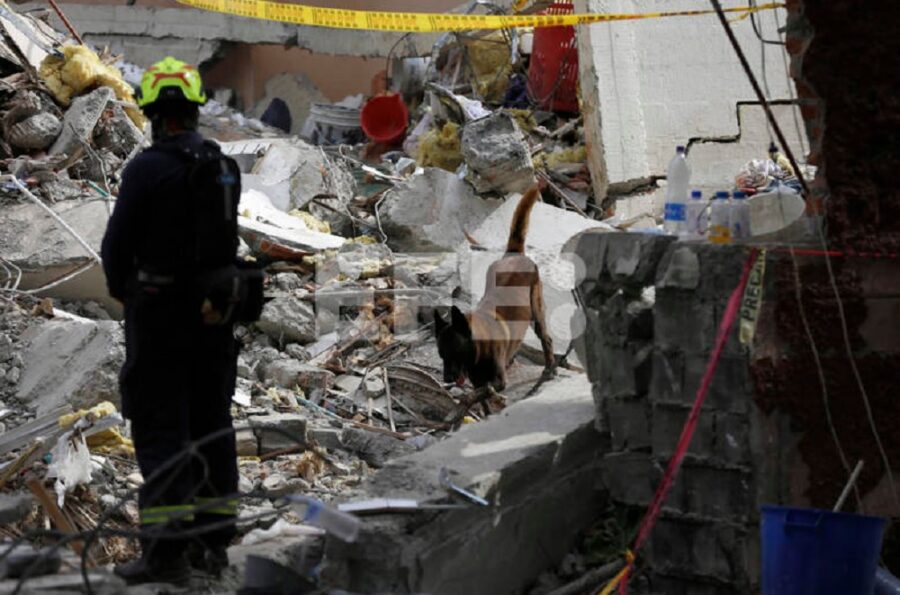 Un perro de rescate trabaja en una jornada de búsqueda en una zona afectada por el terremoto
