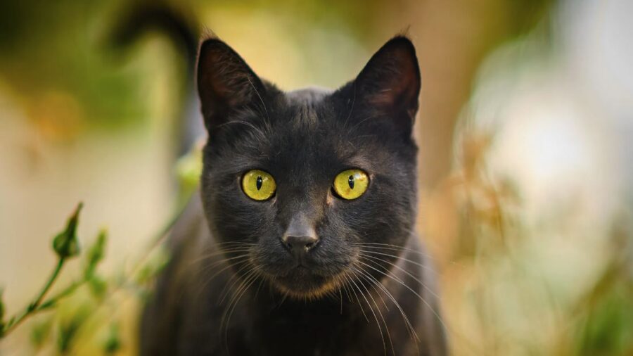 gato negro