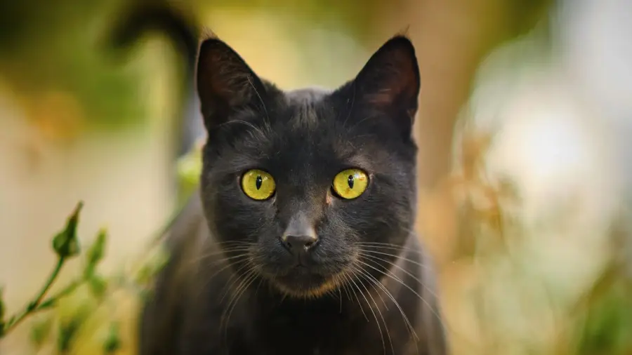 gato negro
