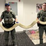 Atrapan enorme serpiente en Coney Island – Brooklyn