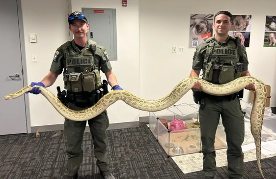 serpiente enorme