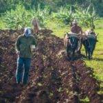 Cuba aprueba el usufructo de tierras del Estado
