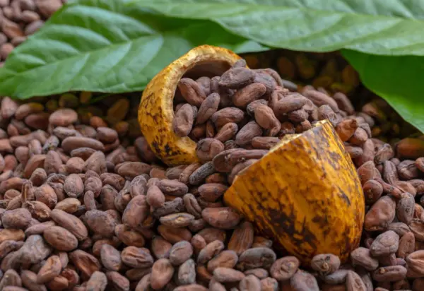 El país se ha convertido en un productor de cacao premium de calidad y  cacao orgánico. AGENCIA FOTO