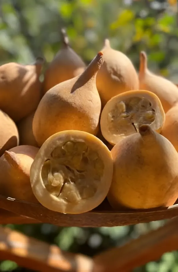 De su fruto carnoso se logra una refrescante  infusión.  AGENCIA