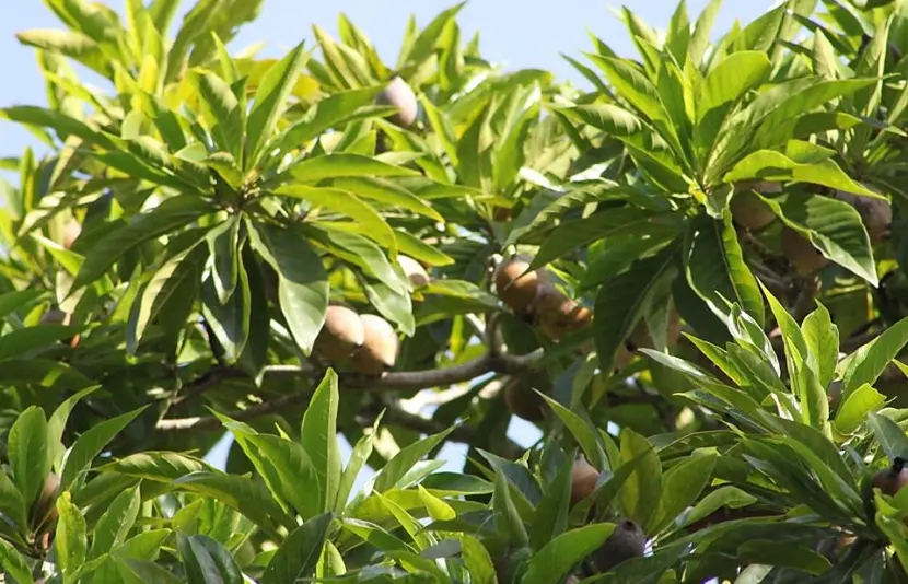 El árbol de la jagua, ideal para los sistemas agroforestales
