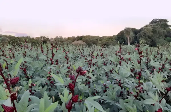 Plantaciones de flor de Jamaica resaltan por color.