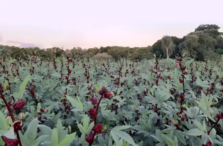 Plantaciones de flor de Jamaica resaltan por color.