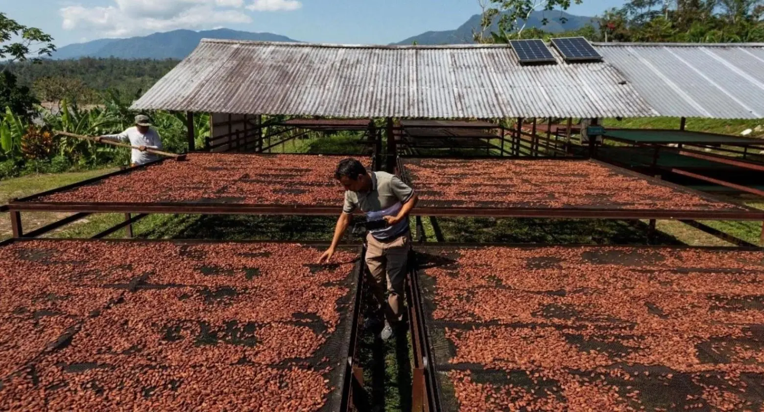 Cacao dominicano aporta más de US$2,642 millones divisas desde 2019