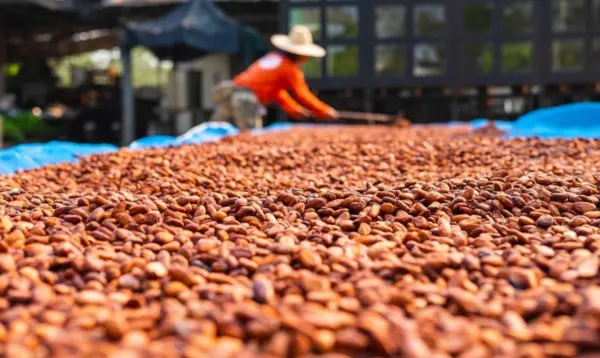 En el país existen 65 industrias dedicadas a la actividad de elaboración de cacao, chocolate y confitería.   Chaimy Soriano