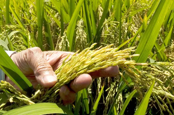 El cereal es vital para la alimentación diaria.