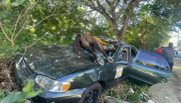 El caballo terminó sobre el vehículo del conductor.