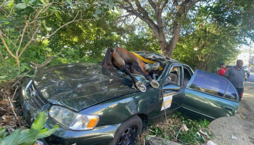 El caballo terminó sobre el vehículo del conductor.