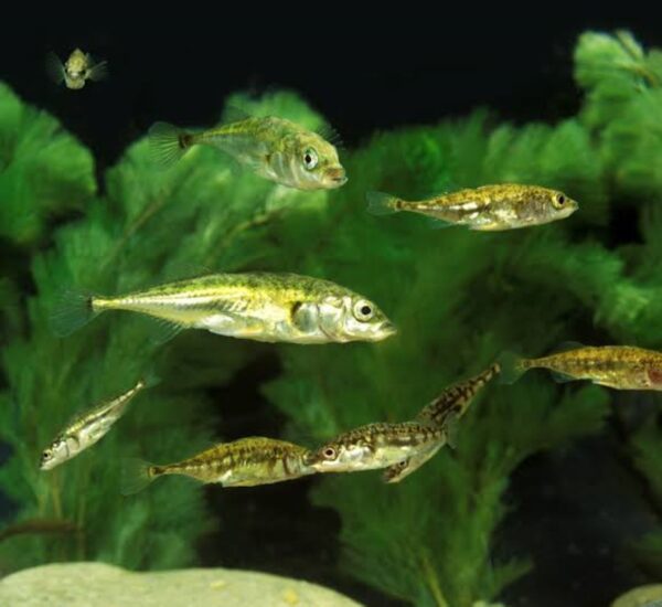 Peces espinosos