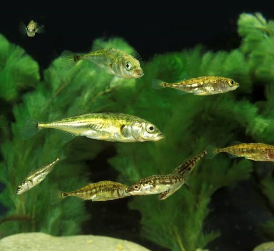 Peces espinosos