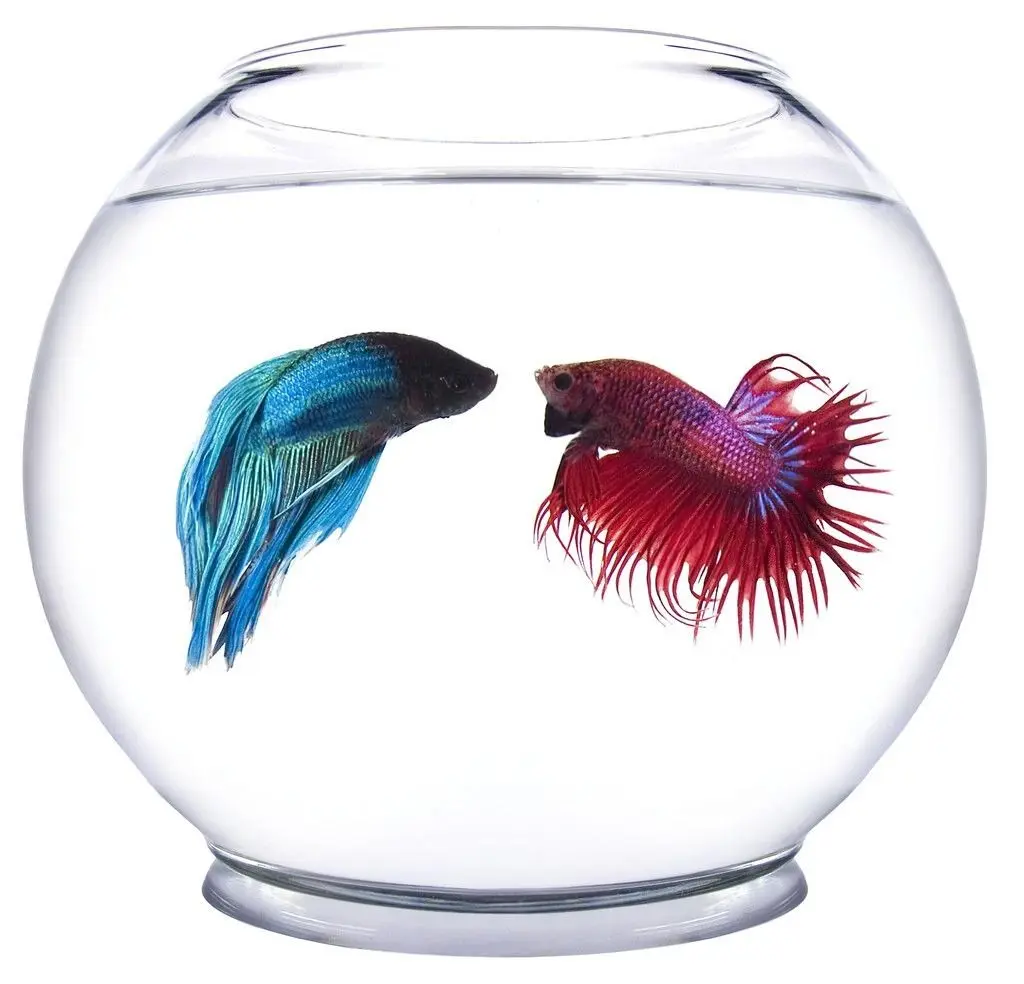 Pez betta