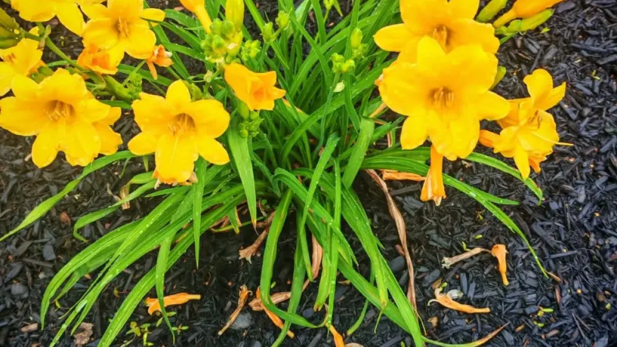¿Por qué se regalan flores amarillas el 21 de septiembre?