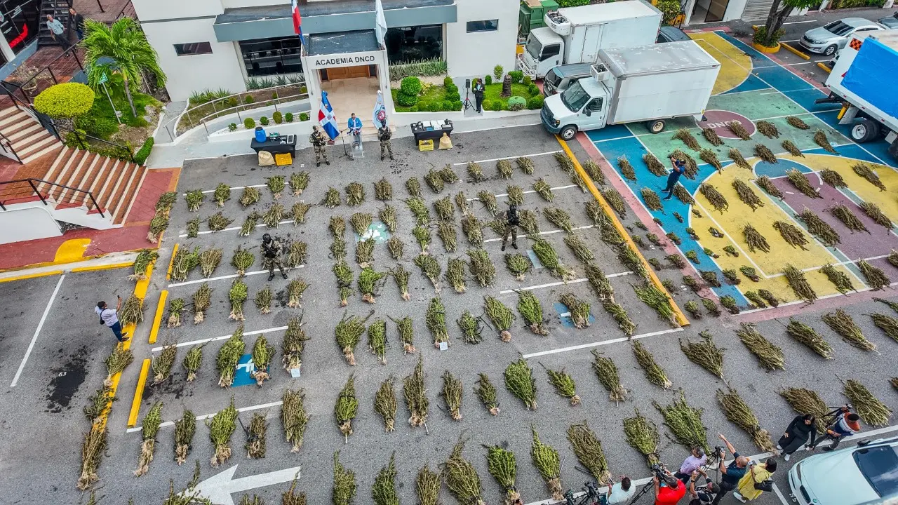 Marihuana hasta en germinación: DNCD desmantela 5,300 plantaciones ocultas en Azua