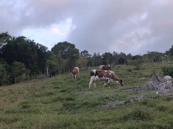 vacas, sequia