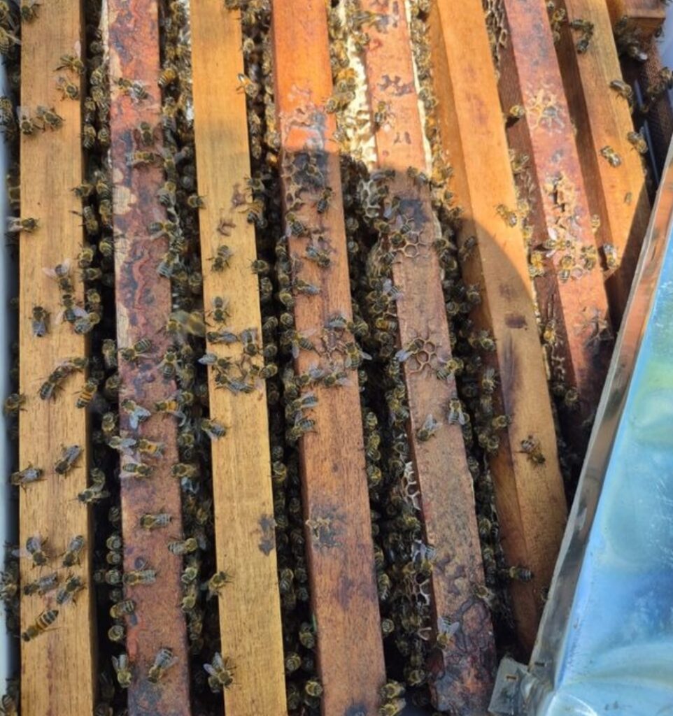 ¿Por qué pican las abejas y qué necesario es su biomonitoreo?