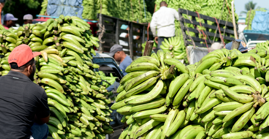¿Quién encarece el plátano? De RD$4.50 en finca a más de RD$23 en los mercados