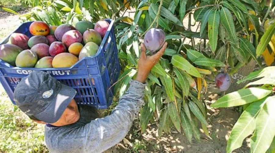 Los productores se preguntan si para la próxima cosecha el mango podrá entrar al mercado estadounidense.
