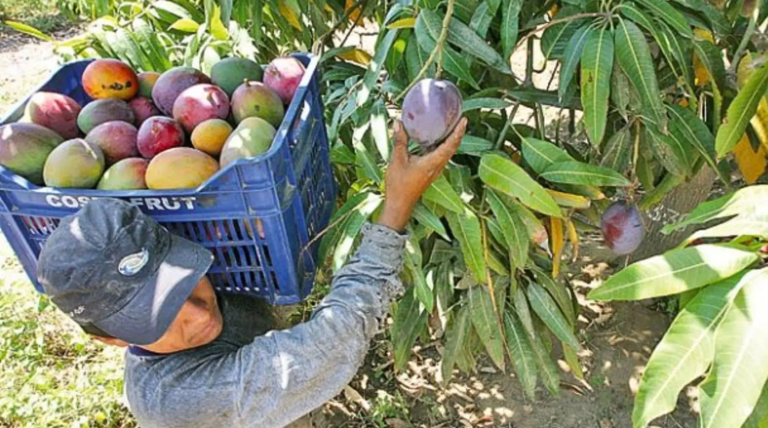 Productores enfrentan plagas, pestes y trabas comerciales