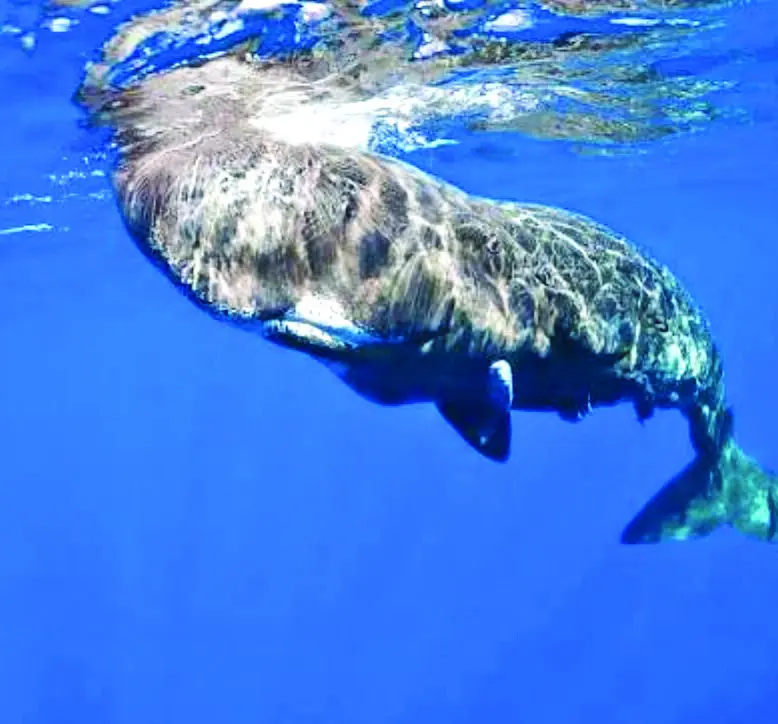 Ambar gris expulsado por cachalotes es de los más cotizados