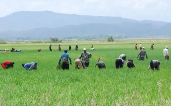 Despradel  explicó que el consumidor dominicano tiene preferencia por el arroz graneado, cuyos granos quedan sueltos después de cocinarse.