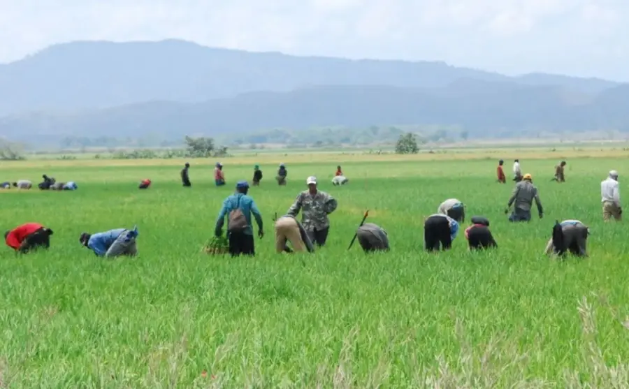 Despradel  explicó que el consumidor dominicano tiene preferencia por el arroz graneado, cuyos granos quedan sueltos después de cocinarse.