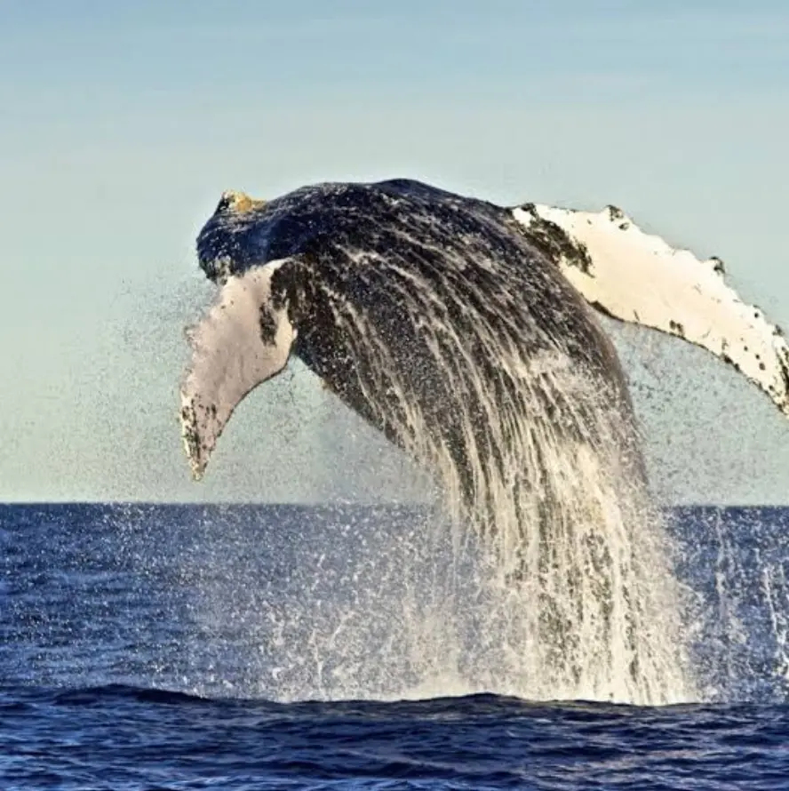 Exportación “vómito de ballena” amerita respetar los acuerdos CITES