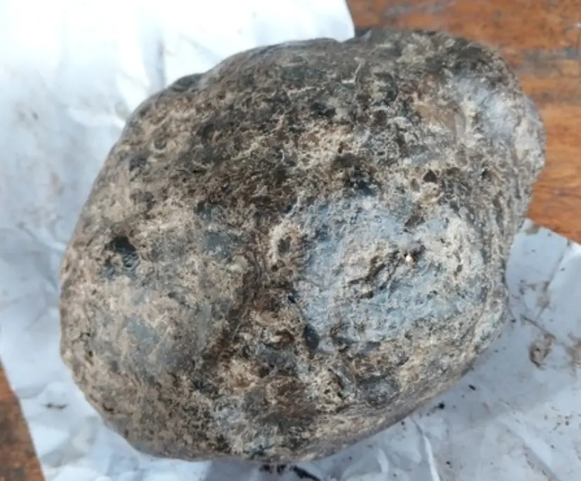 Tiene aspecto  similar a una  piedra gris de olor fecal.