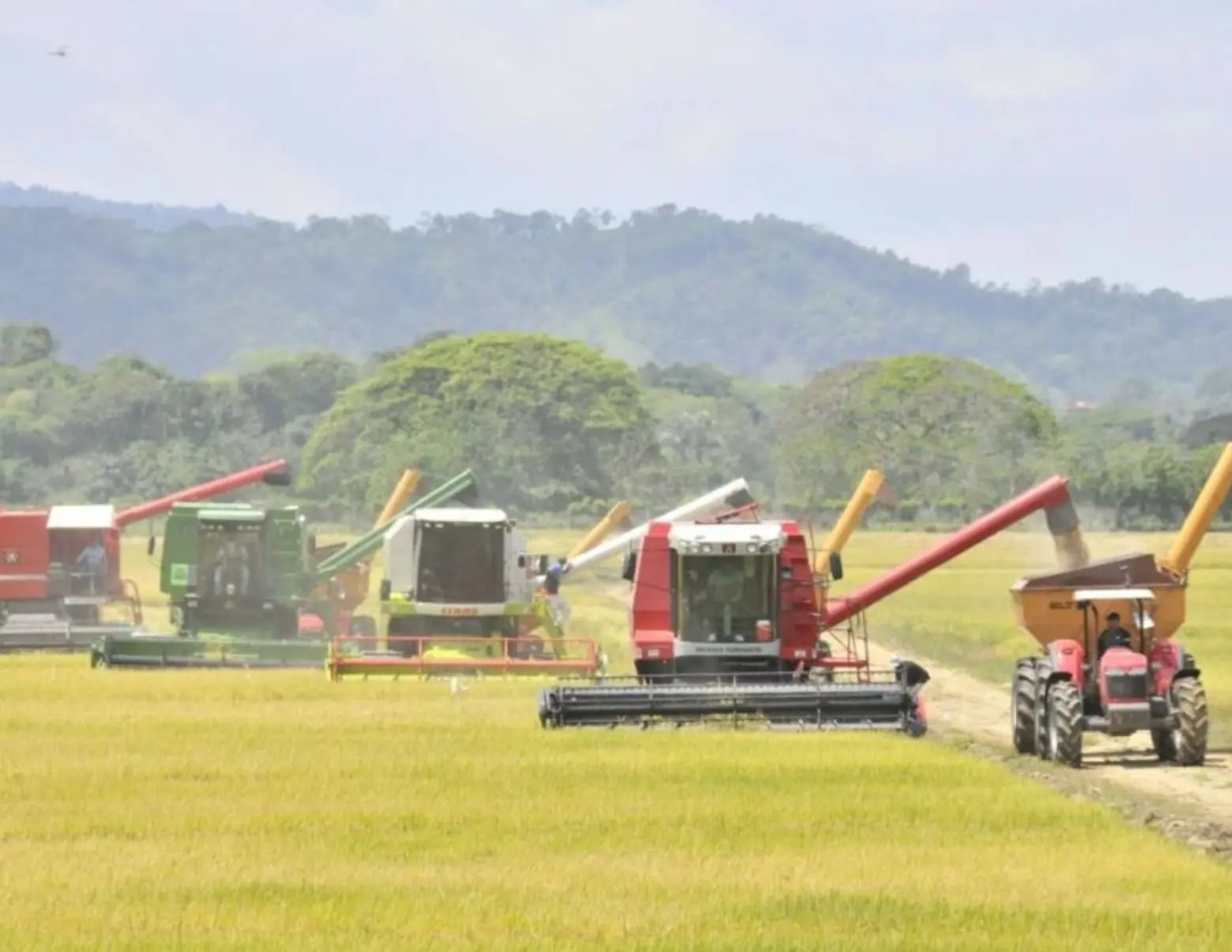 Departamento de Agricultura EE.UU. afirma República Dominicana mejora producción de arroz