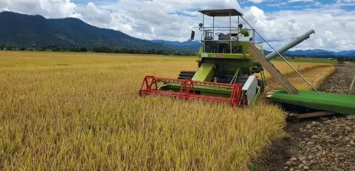 A 20 años del DR-CAFTA, ¿por qué no está preparado el arroz dominicano para competir?