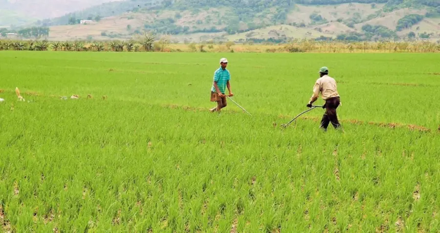 Osmar Benítez aseguró que la producción nacional del arroz se mantendrá firme y no va a desaparecer ante los desafíos.
