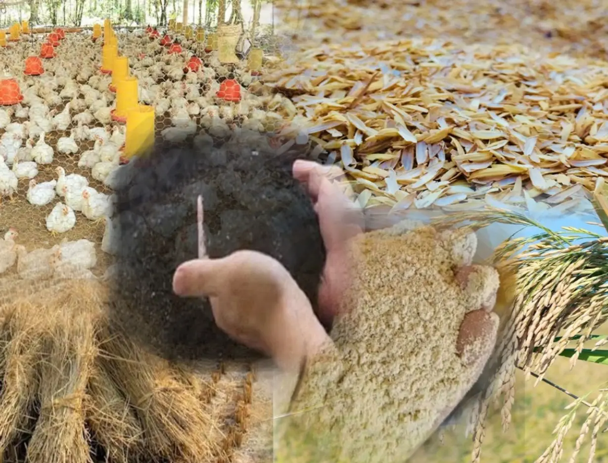 El arroz de RD genera subproductos esenciales