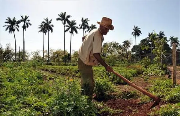 El desafío salarial del campo dominicano, entre la riqueza de la tierra y la insuficiencia de las remuneraciones