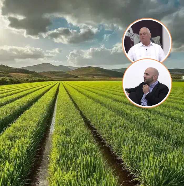“Nos encontramos en un limbo”: arroceros ante la liberalización del arroz de EE. UU.