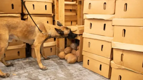 DNCD ocupa 172 láminas de cocaína ocultas en cajas de cocos en puerto Caucedo