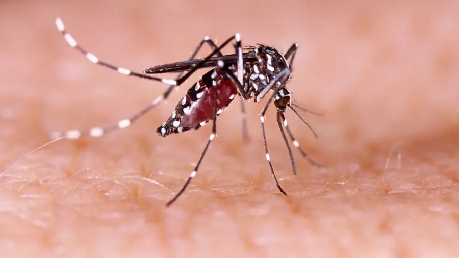 Dengue suma 371 casos en RD y La Altagracia concentra la mayor cantidad de contagios. Fuente externa.